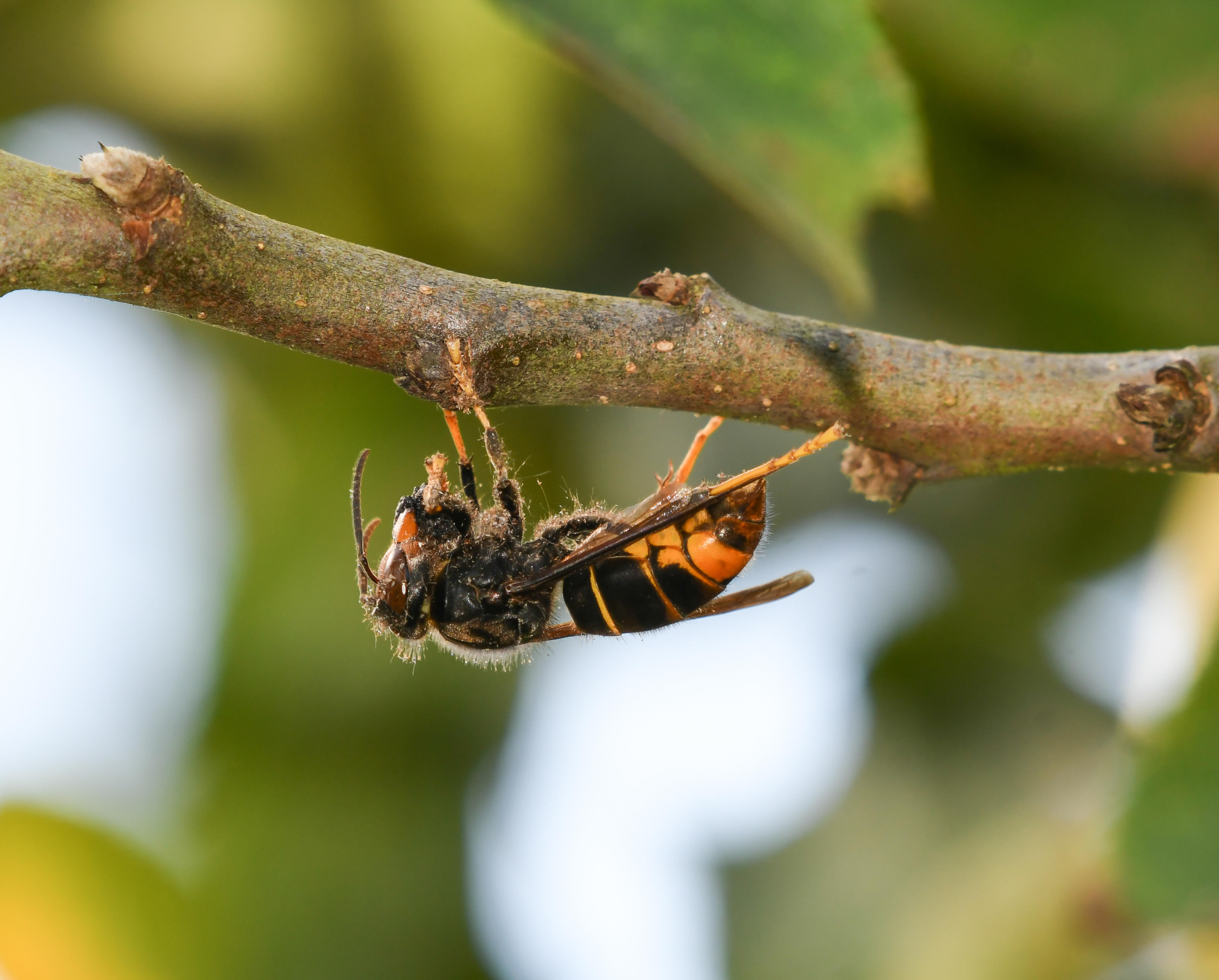 Beekeeper near Scarborough warns people to lookout for Asian